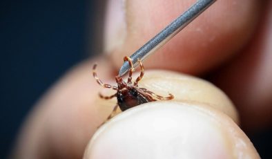 Bahar ayları geldi: Kene kabusu başladı