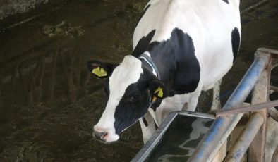 Burdur’da Türk müziğinin ineklerin süt verimini artırdığı akademik olarak ispatlandı
