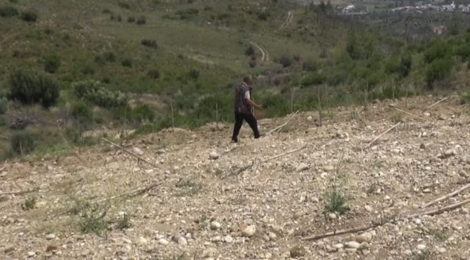 Antalya’da arazisine diktiği 1100 zeytin fidanı traktörle ezildi