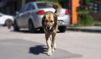Başıboş köpek düzenlemesi bugün komisyonda görüşülecek