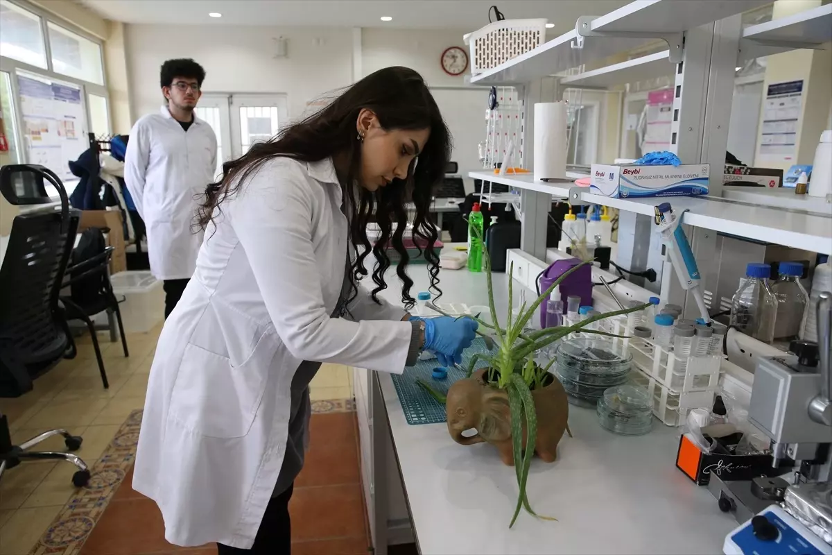 Eskişehir’de Aloe Vera İle Çinko İyon Pil Araştırması